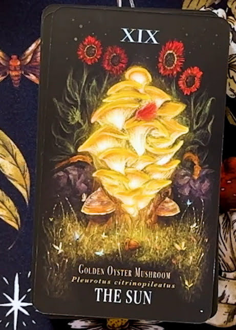 Midnight Magic: A Tarot Deck of Mushrooms